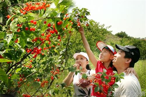 开学在望！上海一日营活动：采樱桃+赏花海+野外定向+研学+拓展游戏